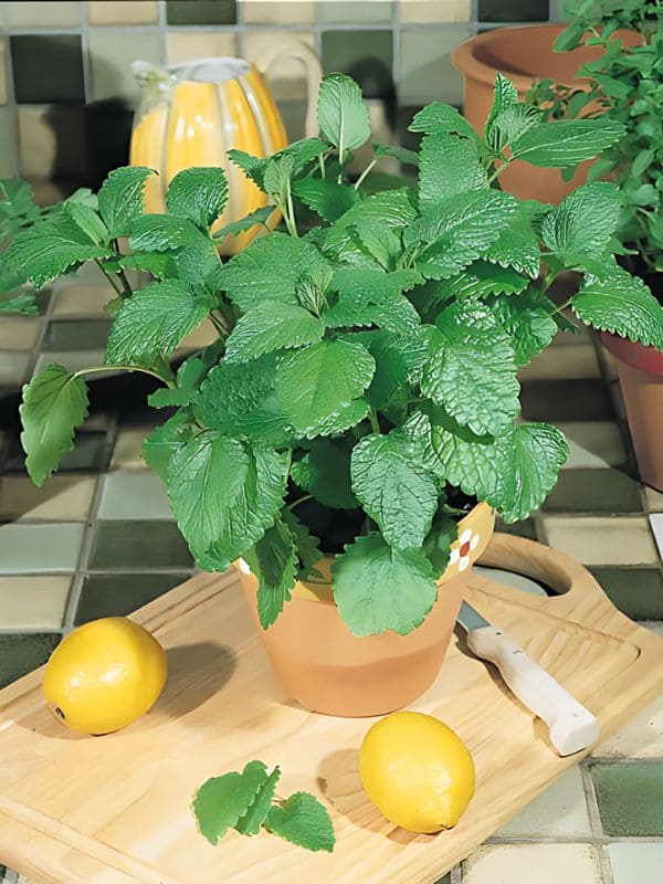 Lemon Balm