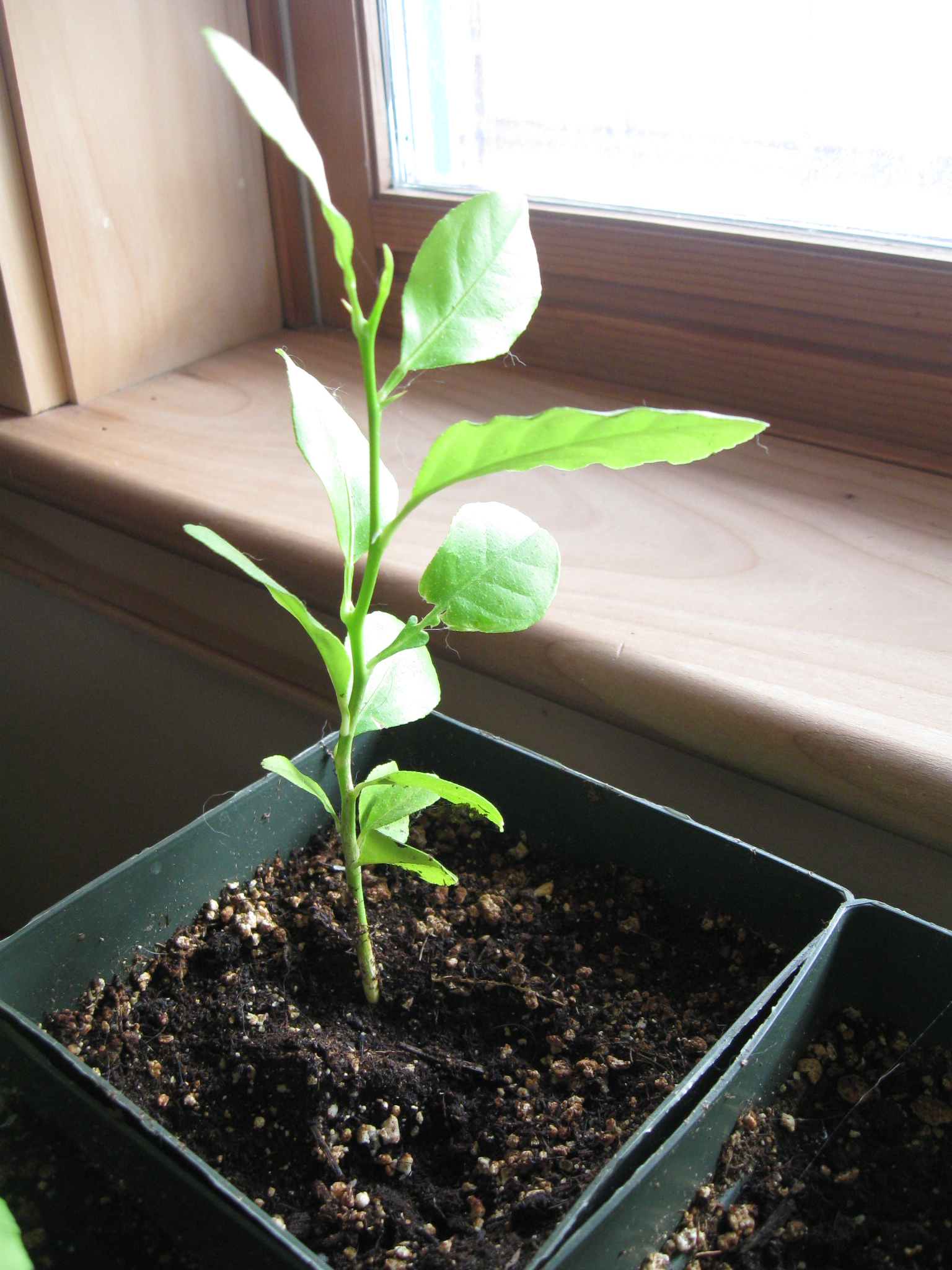 Planting Your Lemon Tree