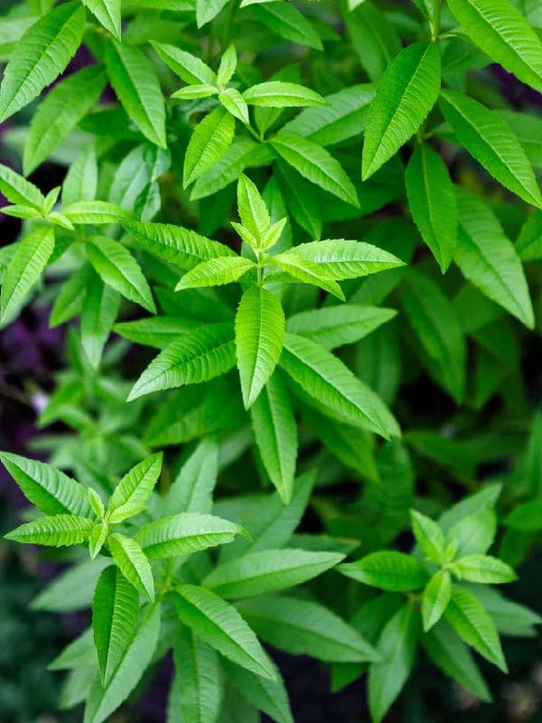 Lemon Verbena