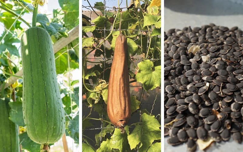 Luffa from fruit to seeds