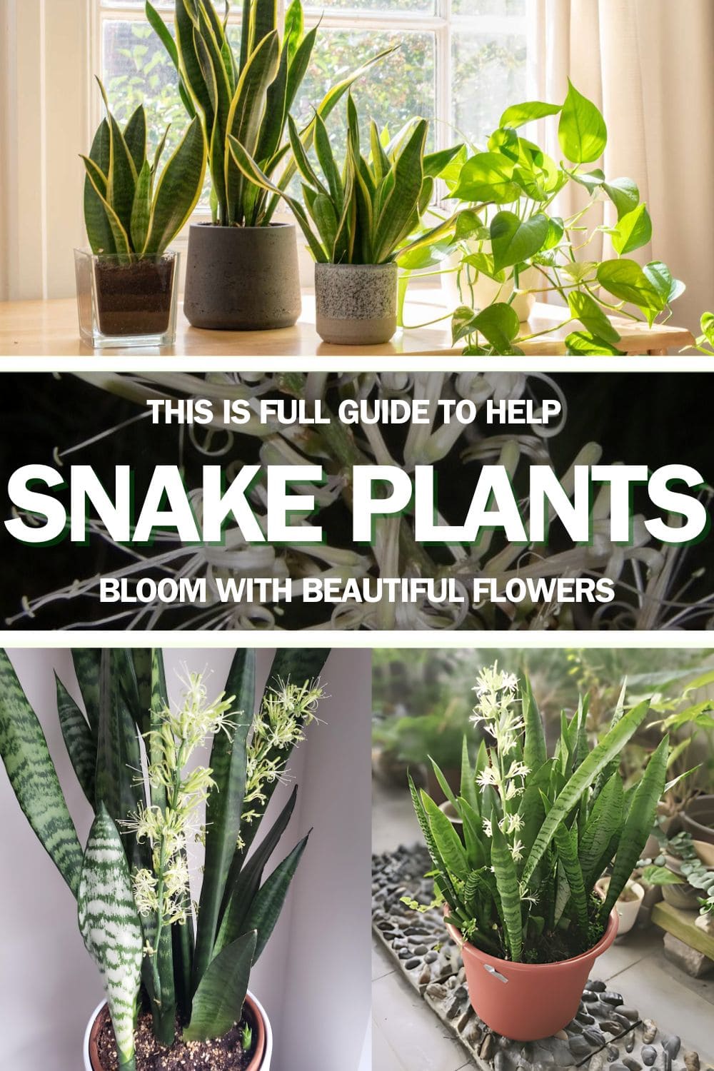 Many Don’t Know Snake Plants Can Bloom. Here’s How to Help Yours Flower