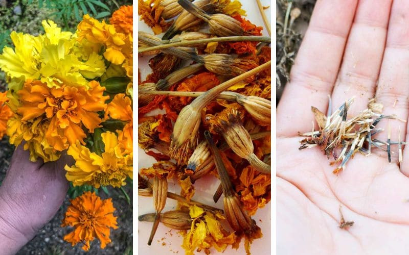 Marigold from bloom to seeds