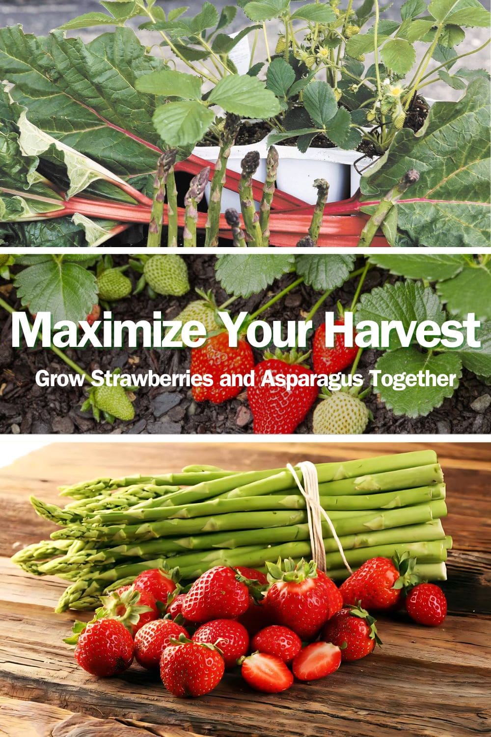 Maximize Your Harvest: Grow Strawberries and Asparagus Together