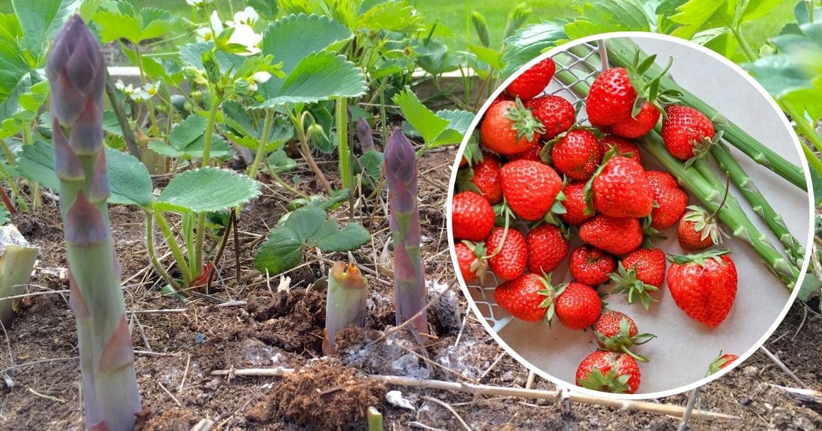 how to make liquid fertilizer from kitchen waste