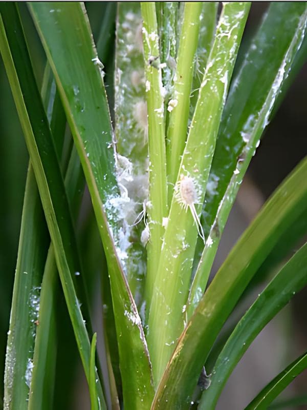 Mealybugs