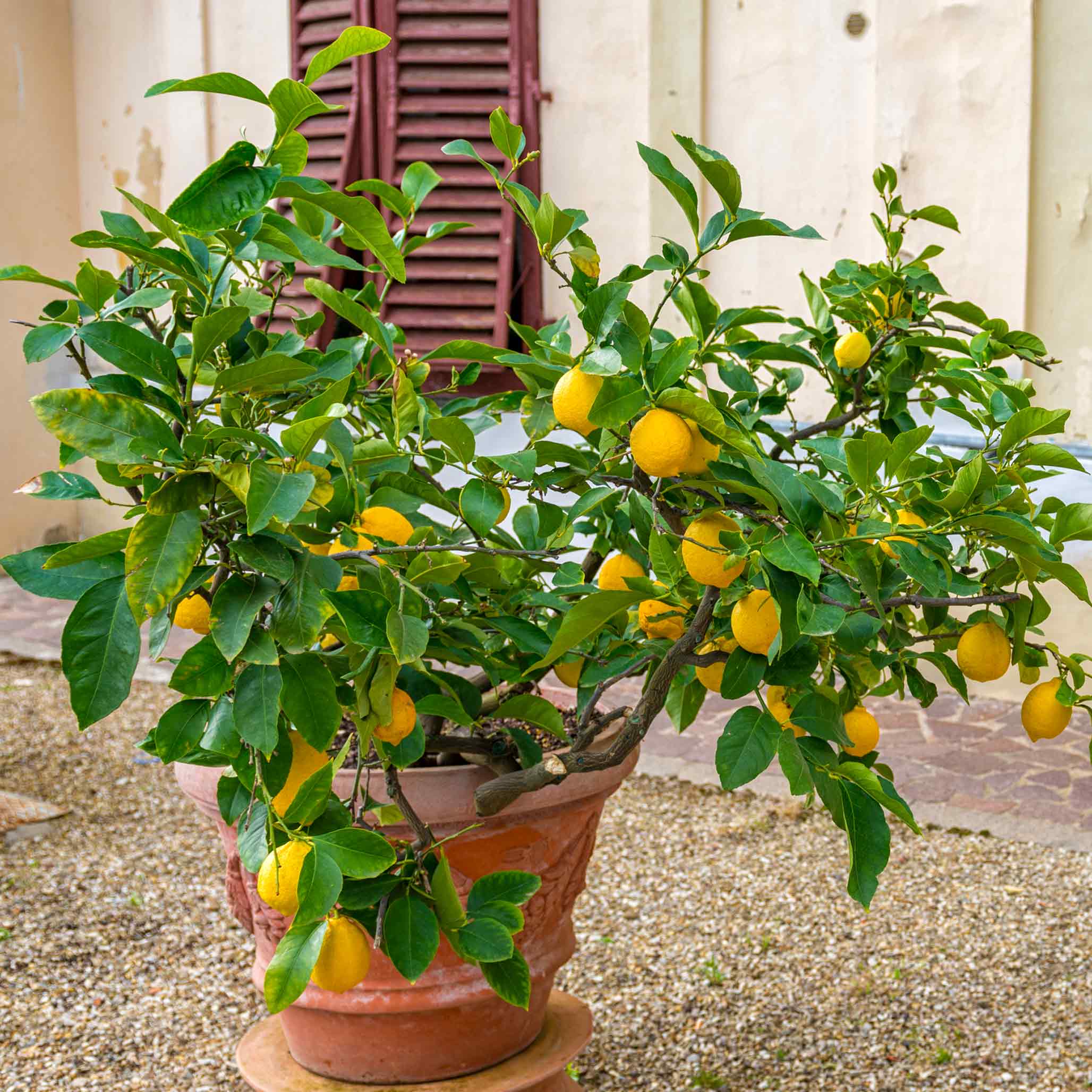 Dwarf Meyer Lemon