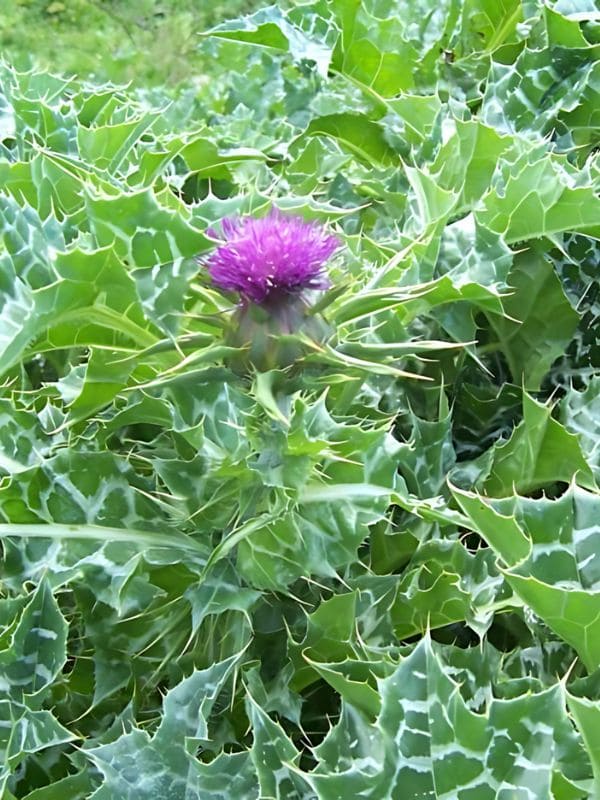 Milk Thistle