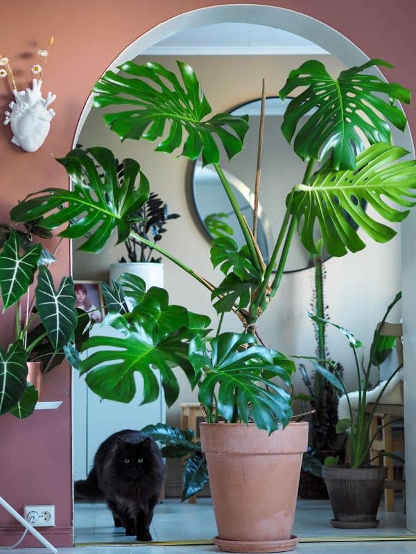 Monstera