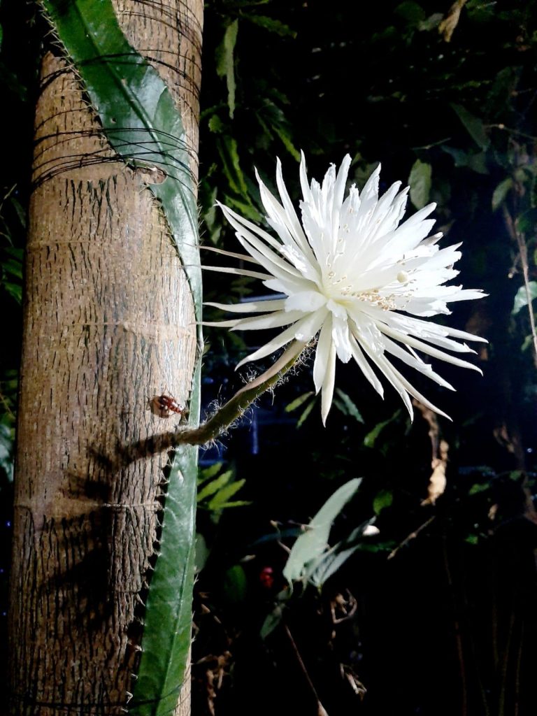 Plant Night-Blooming Flowers