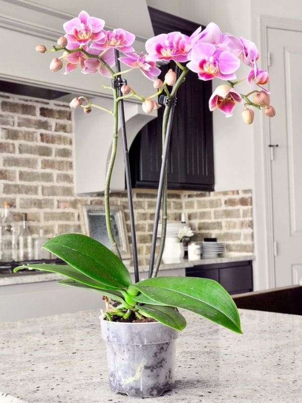 Moth Orchid