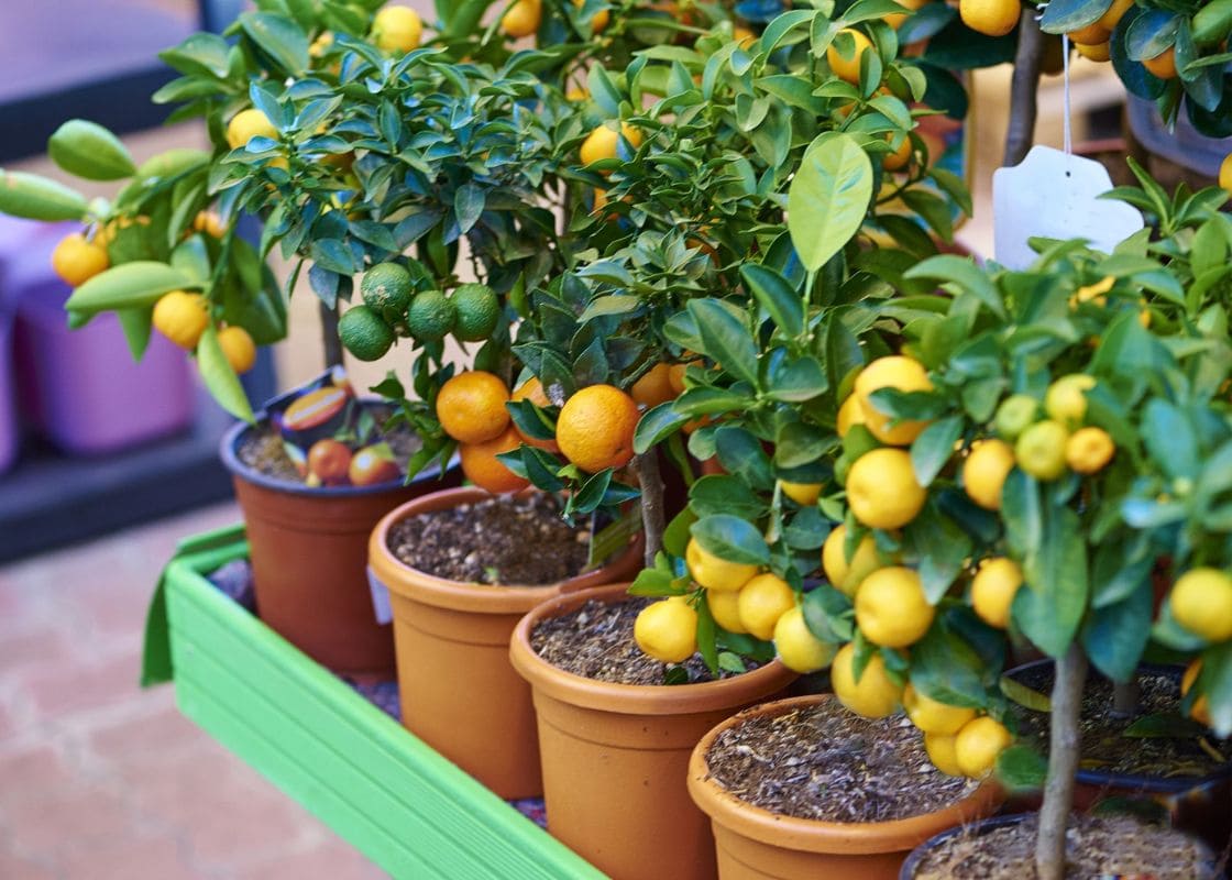 15 Must-Have Dwarf Fruit Trees Perfect for Indoor Growing