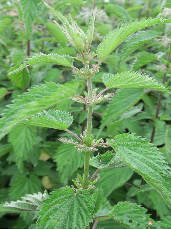 Nettle