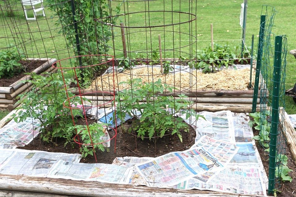 Newspaper as Weed Barrier