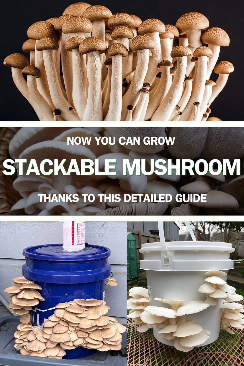 Now You Can Grow Stackable Mushroom Thanks to This Detailed Guide