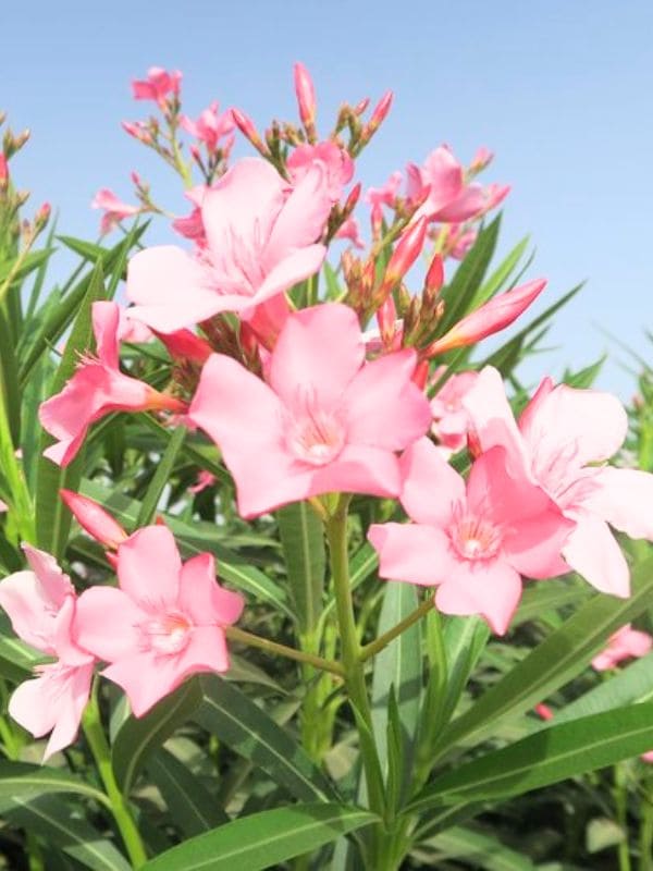 Oleander