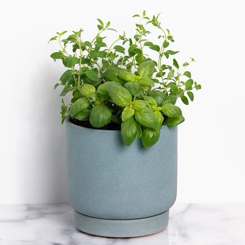 Basil and Oregano