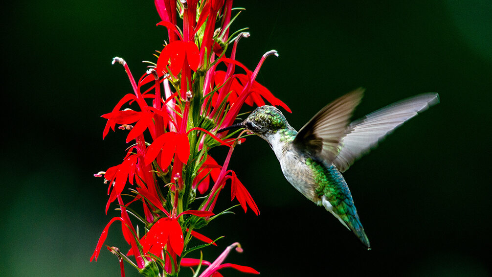 Cardinal Flower