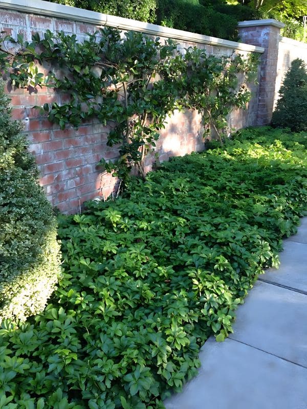 Pachysandra