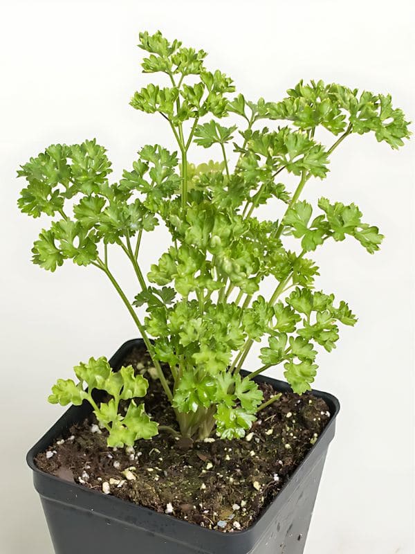 Parsley