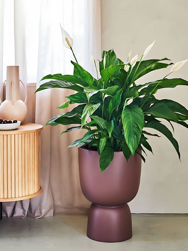 Peace Lily