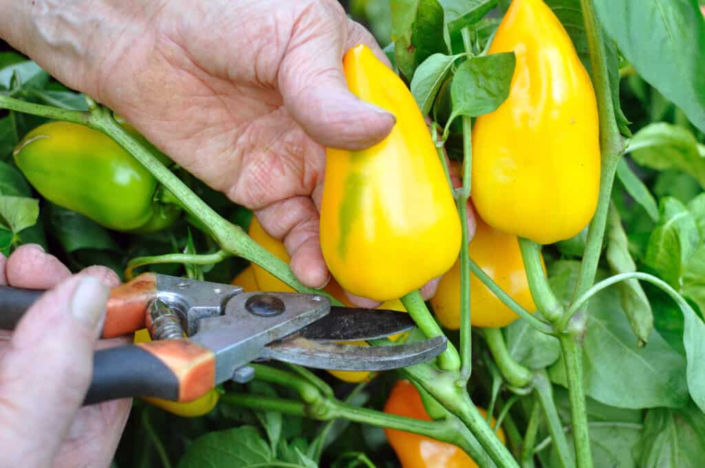 Harvest Bell Peppers