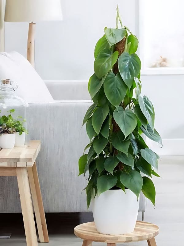 Philodendron