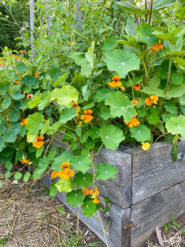 Nasturtium