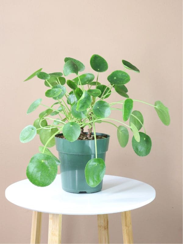 Pilea