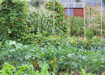Planning A Survival Garden for Food And Medicine