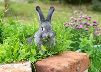Plant 10 These Perennials To Protect Their Garden From Rabbits