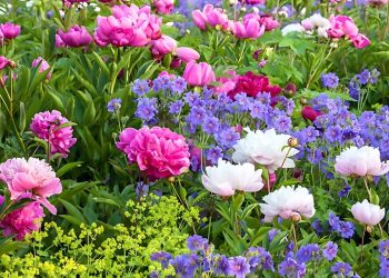 Powerful Perennials That Flourish with Coffee Grounds