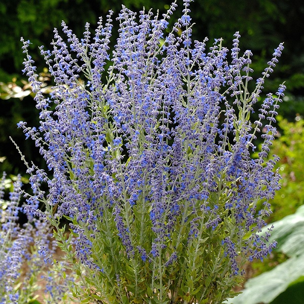 Russian Sage