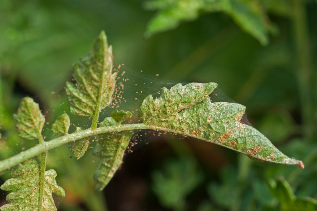 Spider Mites on Tomato Plant