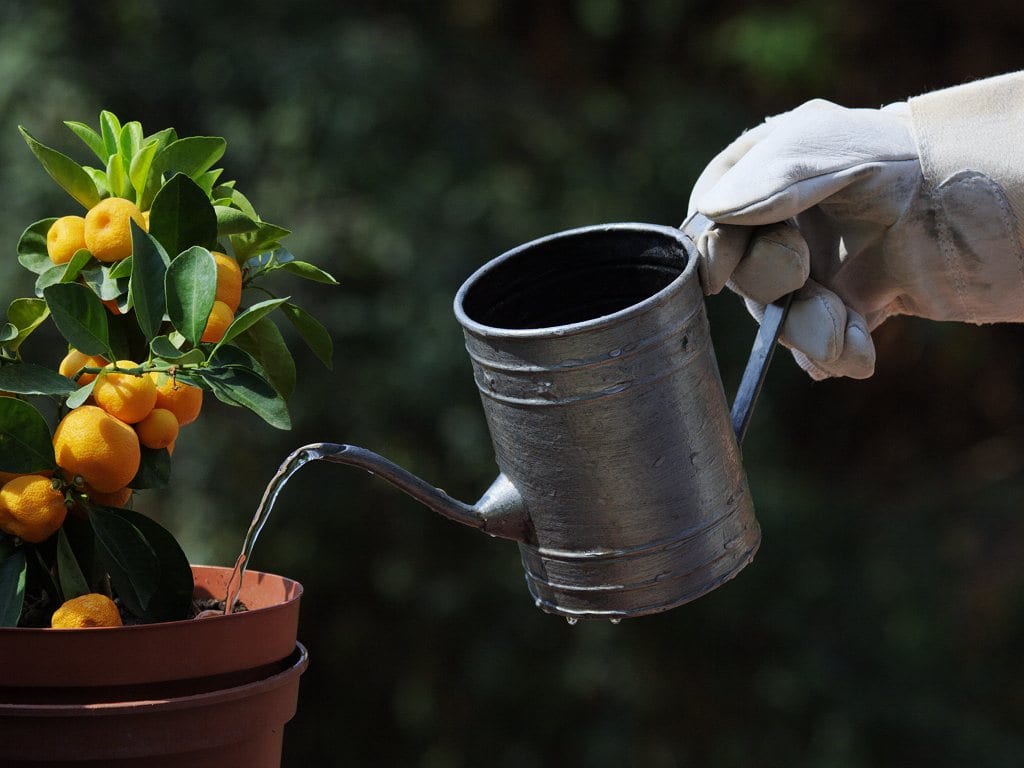 Watering and Humidity