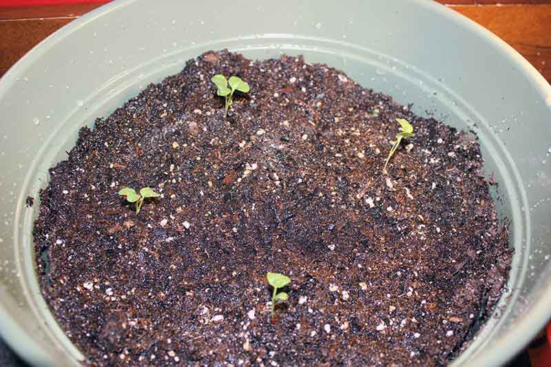 Broccoli Seeds Germinating