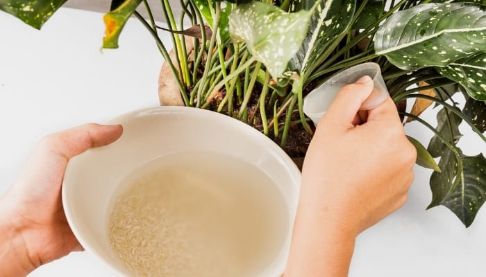 Rice Water for Healthy Roots