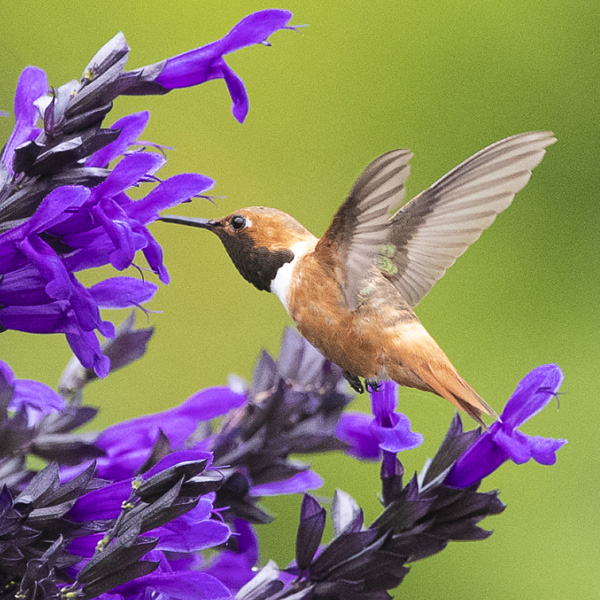 Salvia