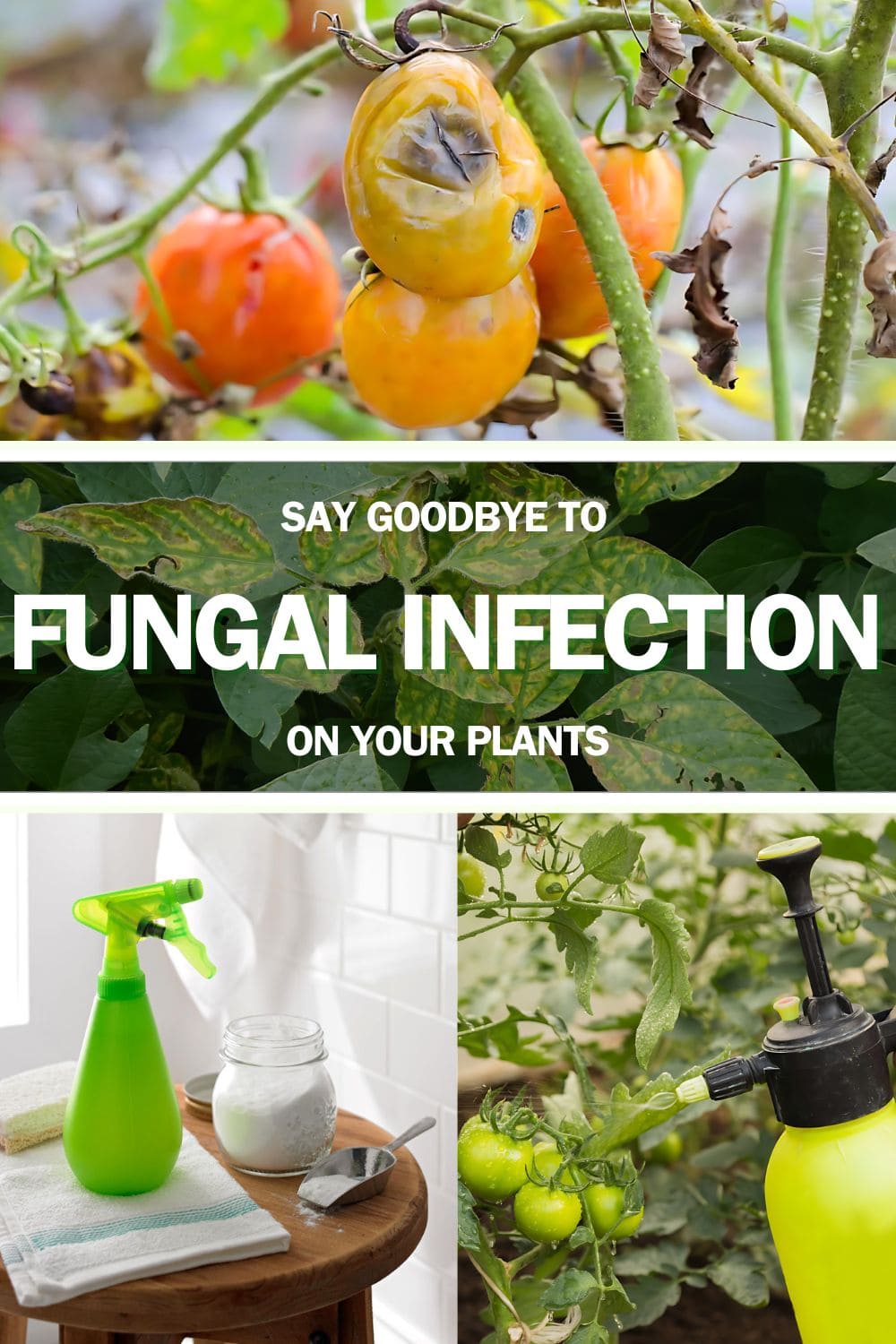 Say Goodbye to Fungal Infection On Plants With This Mixture