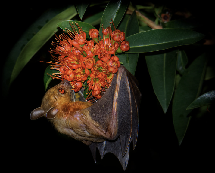 Pollination and Seed Dispersal