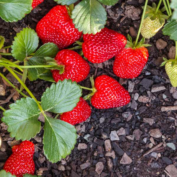 Choose Strawberry Varieties