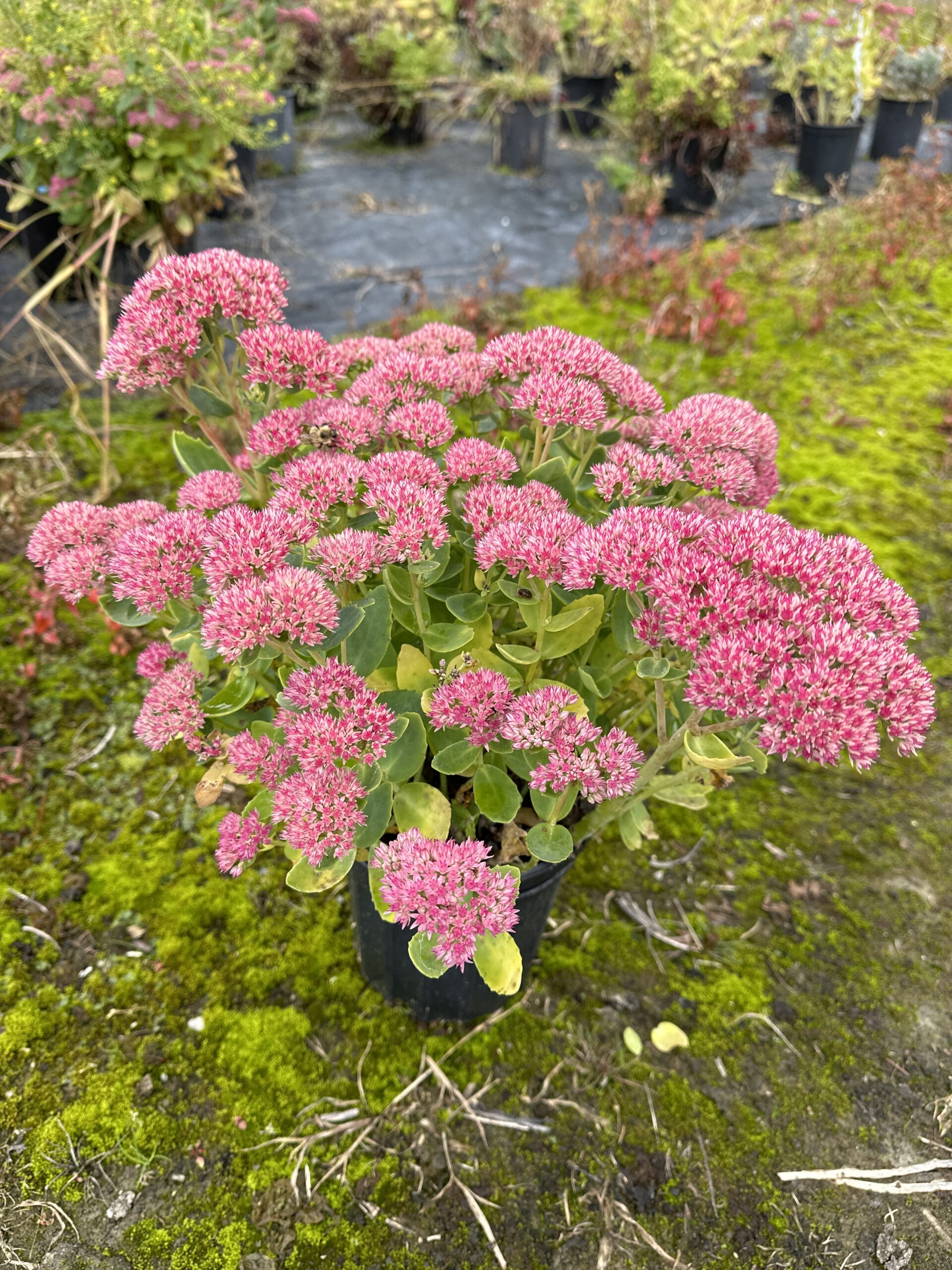 Sedum