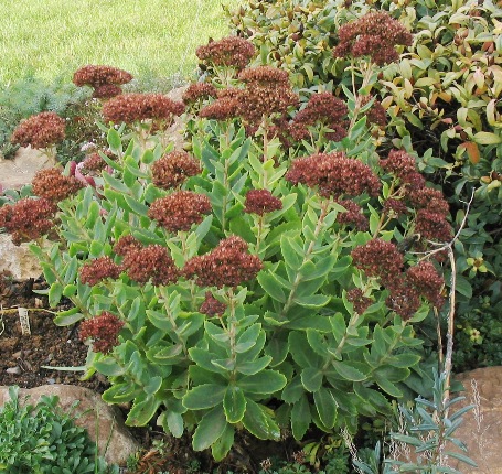 Sedum 'Autumn Joy'