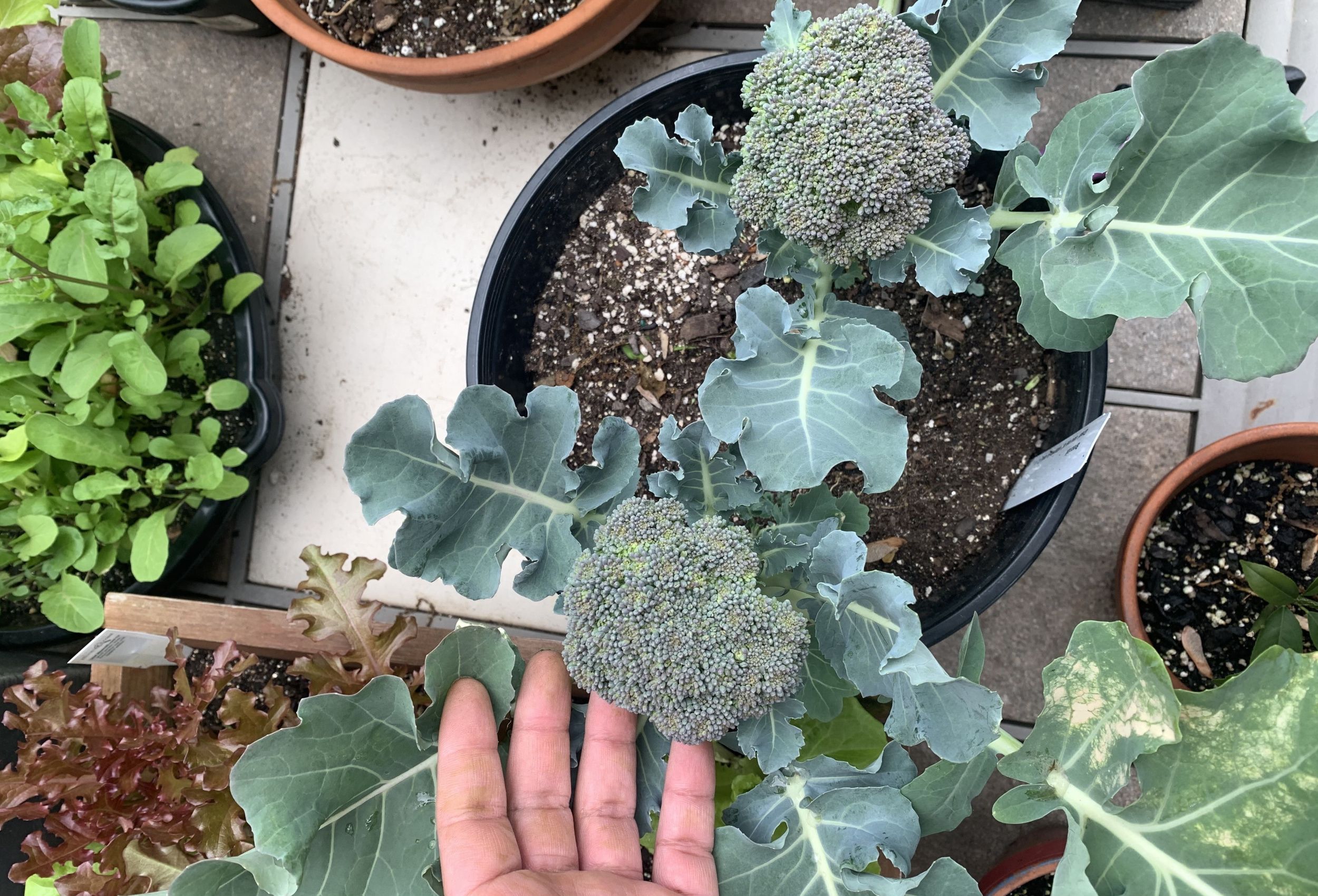 Fertilizer for Broccoli