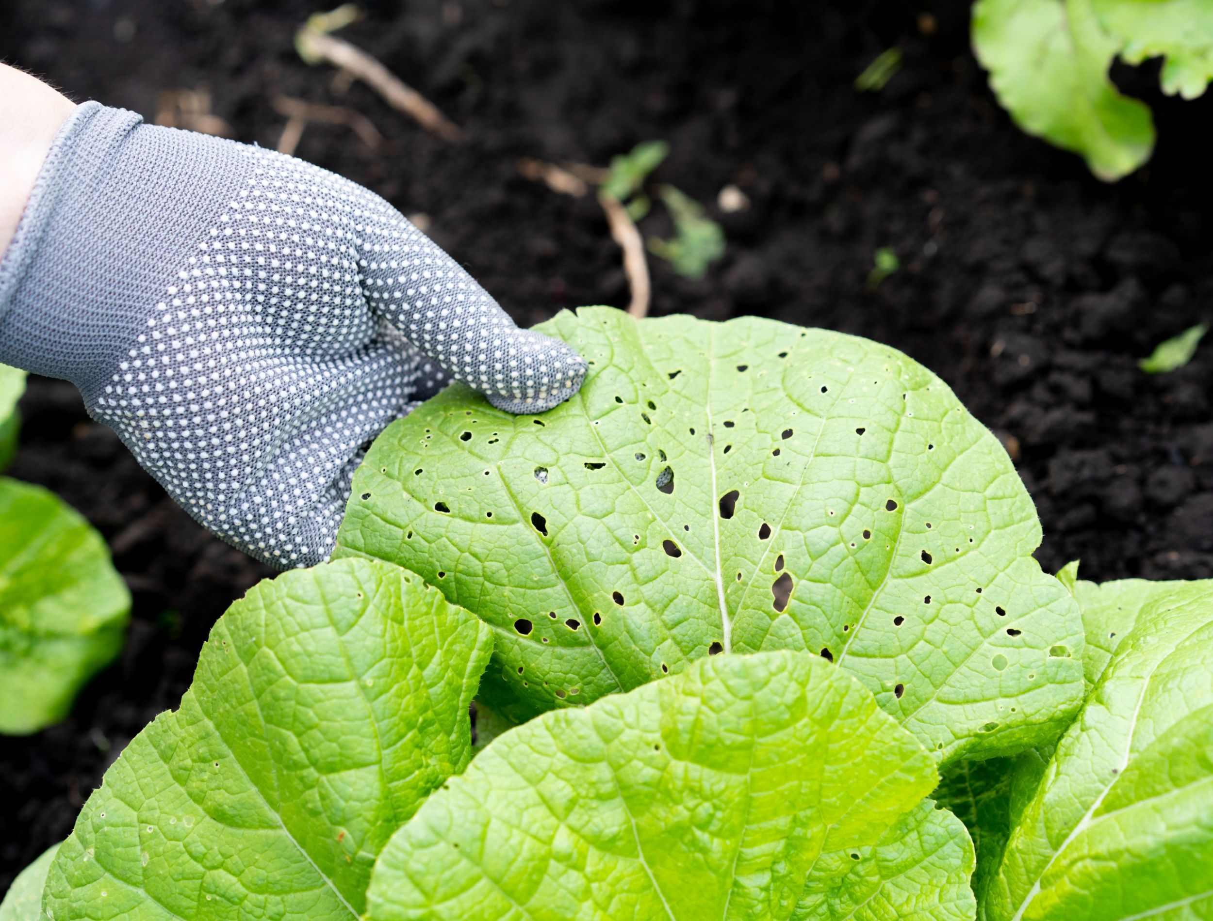 Baking Soda Control Pests