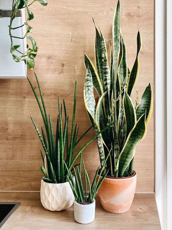 Snake Plant