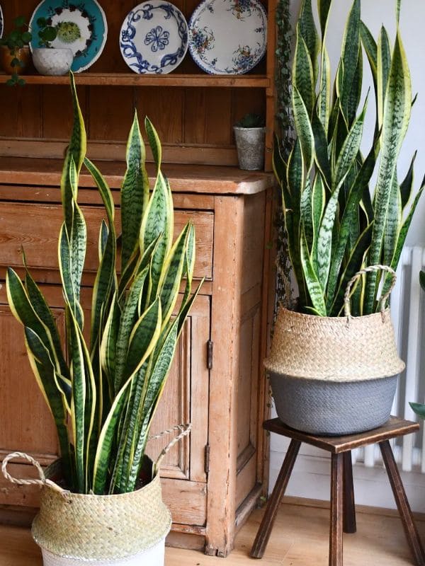 Snake Plant