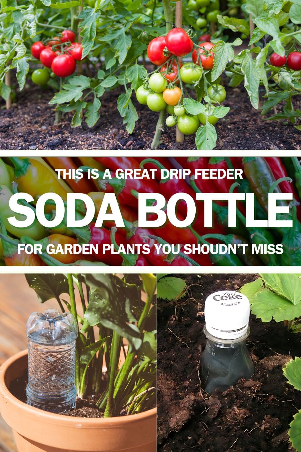 Soda Bottle Is A Great Drip Feeder for Garden Plants That You Shouldn't Miss