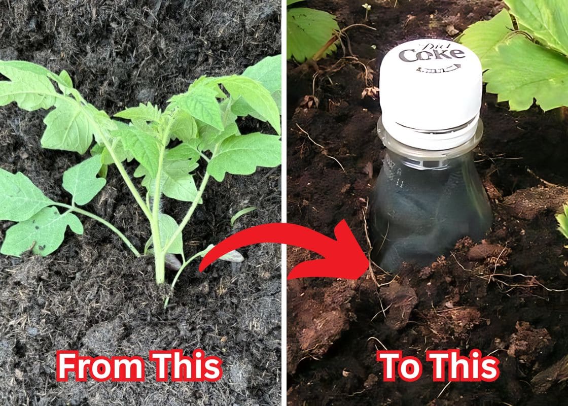 Soda Bottle Is A Great Drip Feeder for Garden Plants That You Shouldn’t Miss