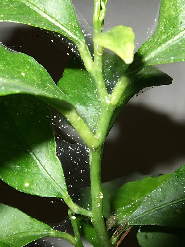 Spider Mites