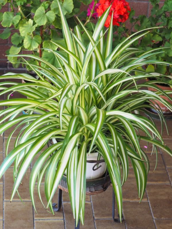 Spider Plant